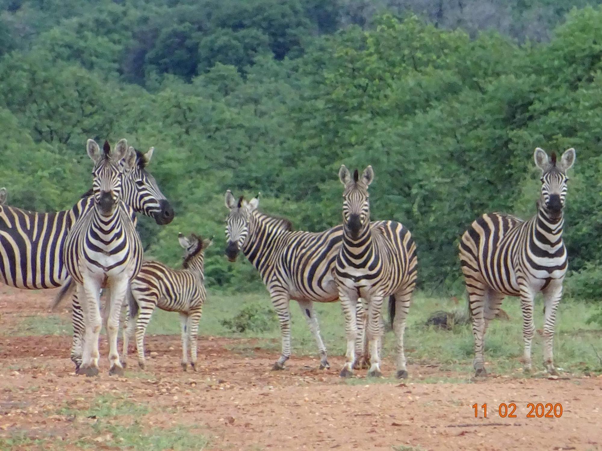 Limpokwena Nature Reserve Tokio Exterior foto